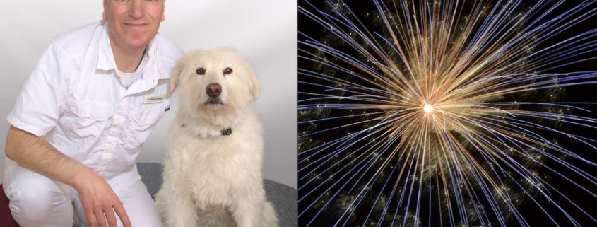 Foto von Tierarzt mit Hund und Silvesterrakete