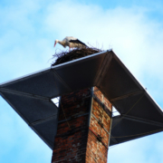 Der Storch in seinem Horst neben der Sudpfanne