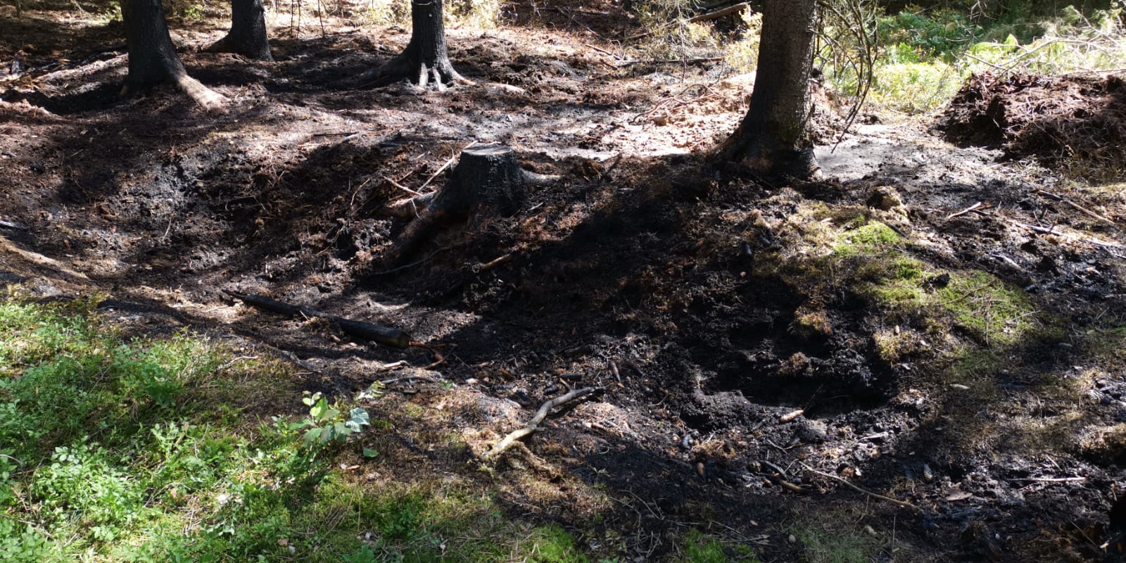 Der Tag danach: Spuren des Waldbrands bei Altenplos. Foto: Redaktion