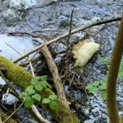 Schaum treibt in der Warmen Steinach. Ein Fall von Umweltverschmutzung? Foto: Katharina Adler