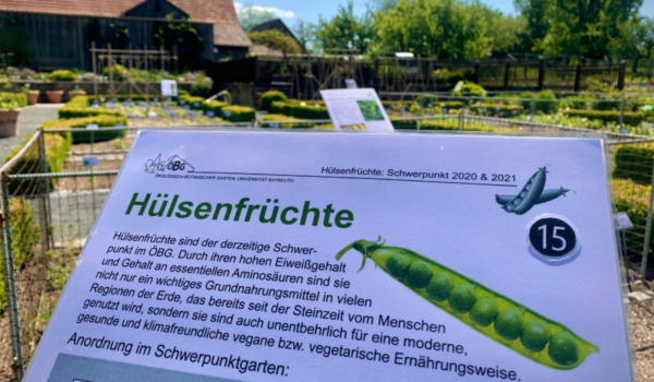 Hülsenfrüchte sind nur ein Teil im Ökologisch-Botanischen Garten in Bayreuth. Foto: Ökologisch-Botanischer Garten