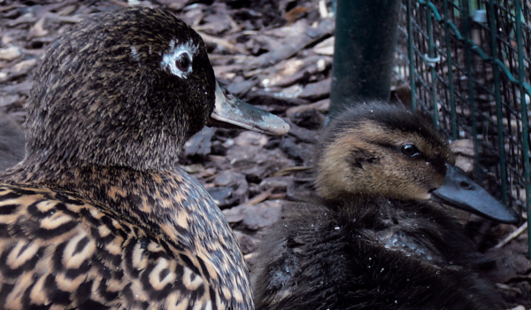 Seltene Laysan-Enten wurden am Bayreuther Röhrensee geboren. Foto: Stadt Bayreuth