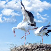 In Spalt im Kreis Roth wurden zwei tote Störche gefunden. Symbolbild: pixabay