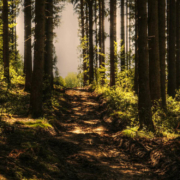 Schwer verletzen Mann in Waldstück in Oberfranken gefunden. Symbolfoto: Pixabay