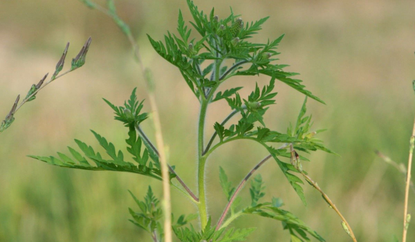 In Franken breitet sich die gefährliche Ambrosia Pflanze aus. Symbolfoto: pixabay