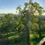 Toskanablick auf dem Sophienberg. Foto: Jörg Schöner