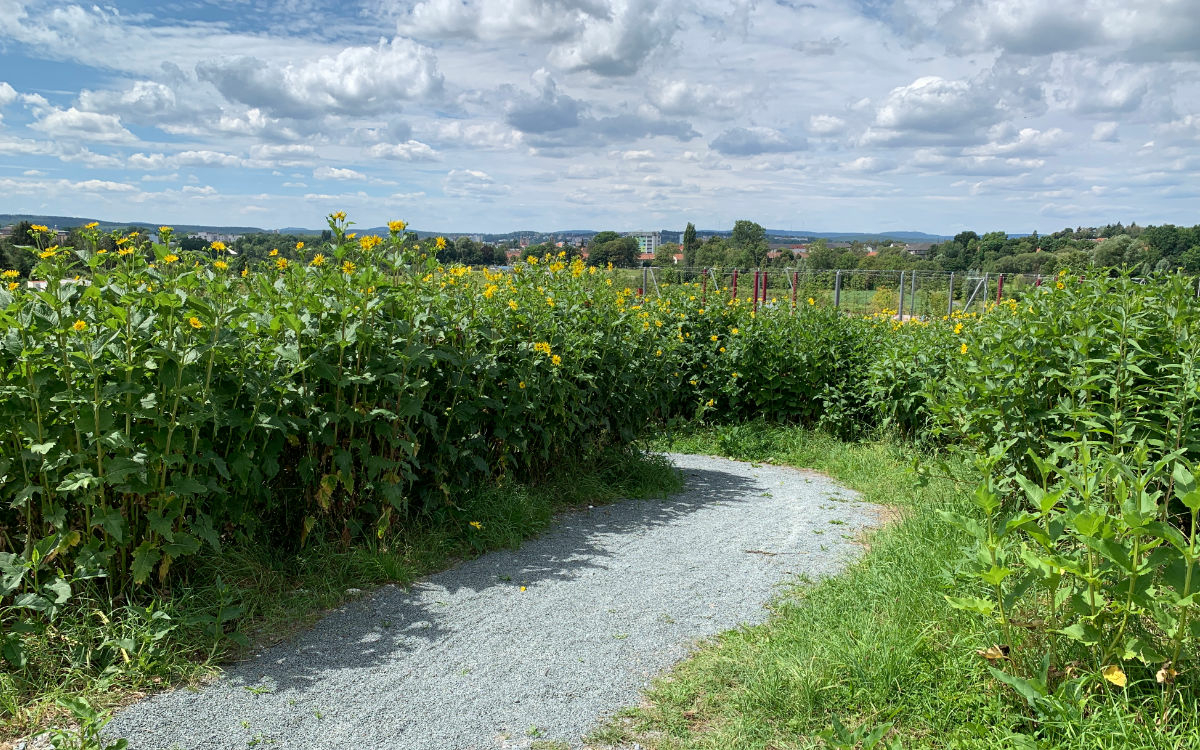 Um zum Energiehügel in Bayreuth zu kommen, muss man diesen Weg gehen. Foto: Katharina Adler