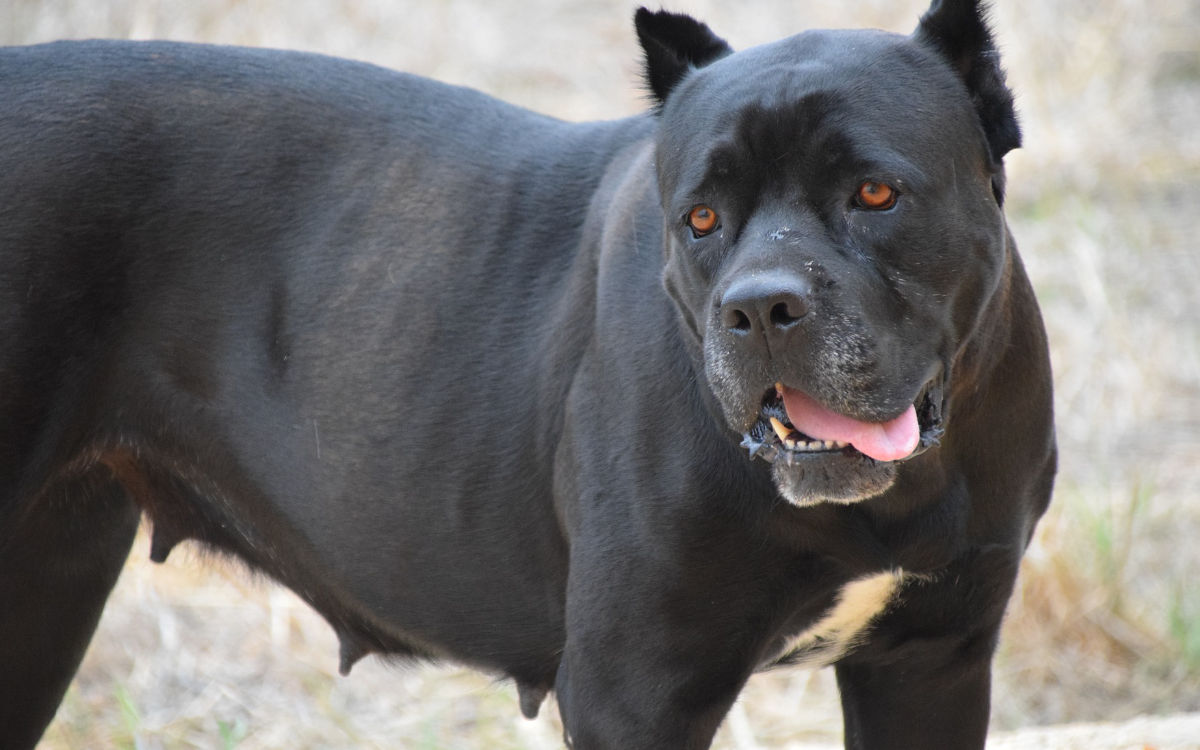 Wegen eines Hundes eskalierte in Bayreuth ein Streit bis zum Äußersten. Symbolfoto: pixabay