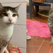 Die Kater Opi (links) und Bernie (rechts) sind seit August 2020 im Tierheim Bayreuth. Foto: Katharina Adler