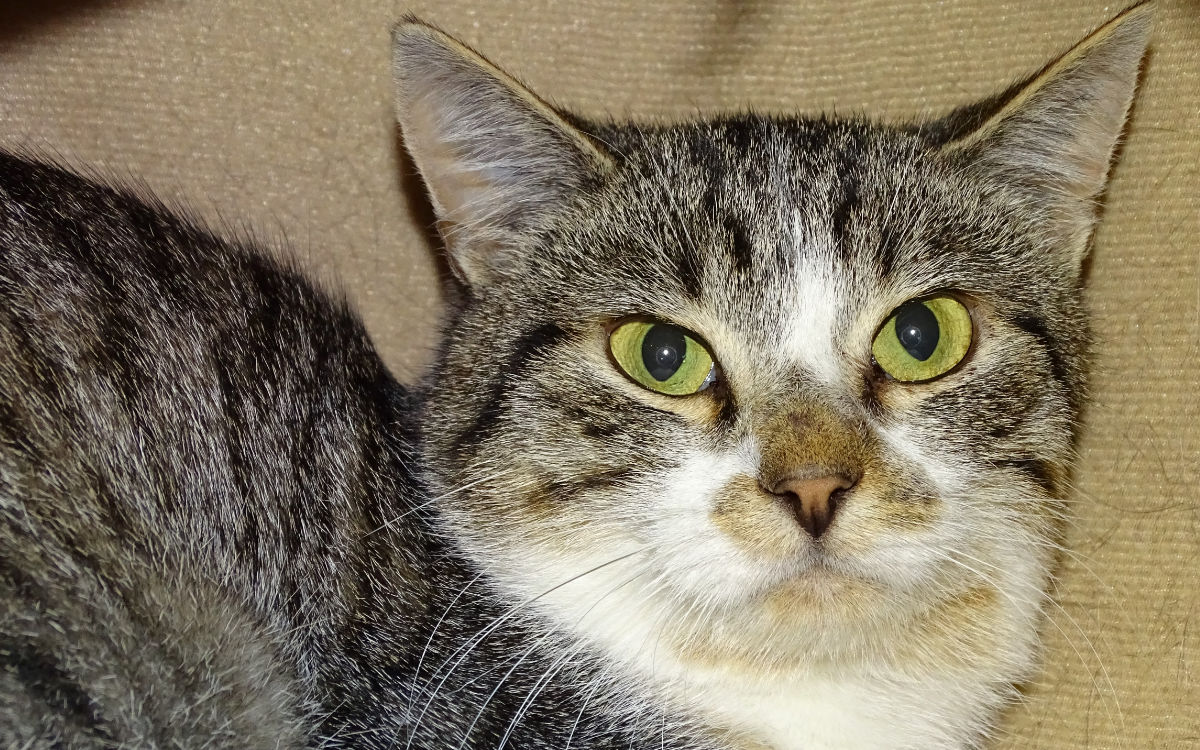 Kater Lenny kann einzeln vermittelt werden. Foto: Tierheim Bayreuth