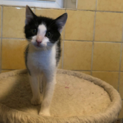 Lola ist die jüngste in der Katzen-WG im Tierheim Bayreuth. Foto: Katharina Adler