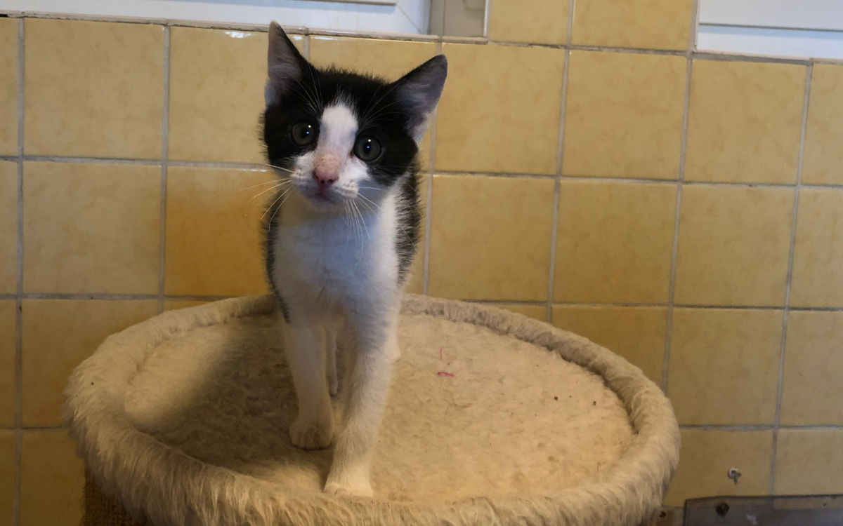 Lola ist die jüngste in der Katzen-WG im Tierheim Bayreuth. Foto: Katharina Adler