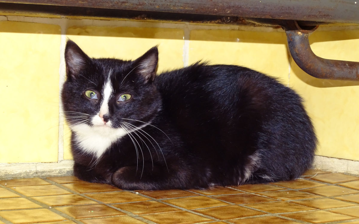 Minka hat genau so einen Fleck auf der Nase wie ihre Schwester Luna. Foto: Tierheim Bayreuth