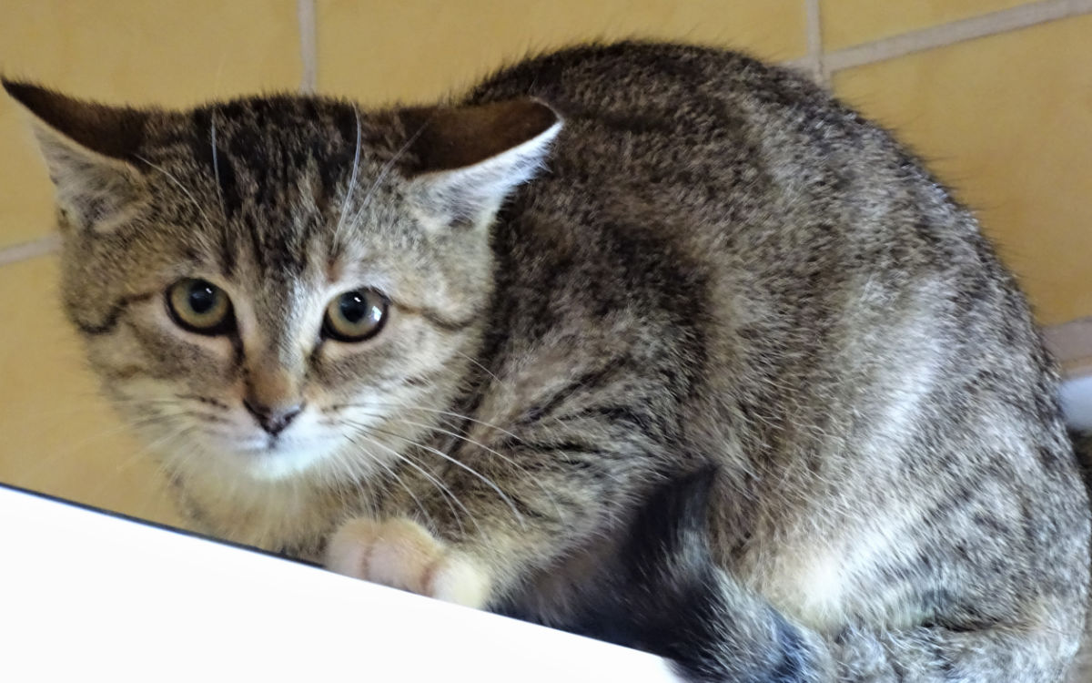 Sheila ist genauso scheu wie ihre Schwester Raya. Aber mit viel Liebe und Geduld kann man bestimmt die Herzen der beiden erobern. Foto: Tierheim Bayreuth