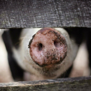 Ein Schwein. Foto: Pixabay