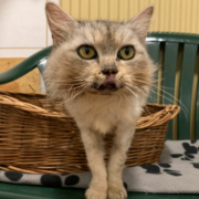 Katze Lou ist auf dem Weg der Besserung. Foto: Tierheim Bayreuth