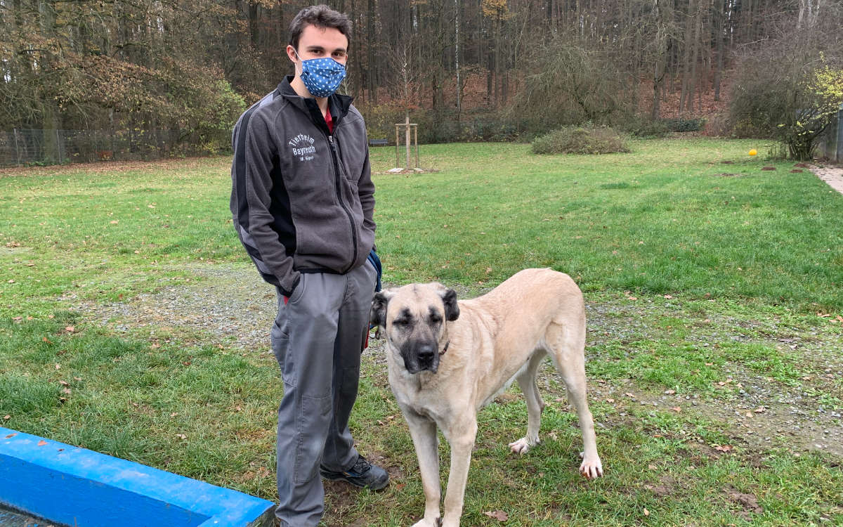 Kibar ist eine Kangal-Hündin. Foto: Katharina Adler