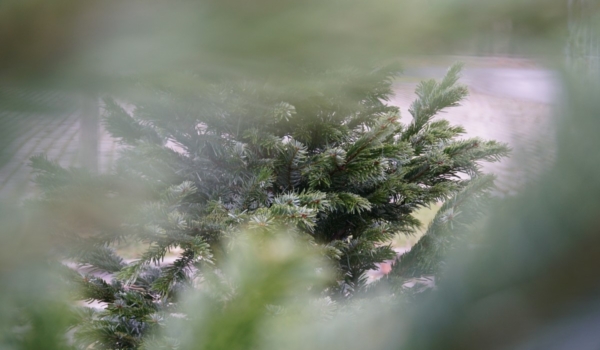 Christbaumverkauf in Bayreuth in der Corona-Krise. Foto: Raphael Weiß