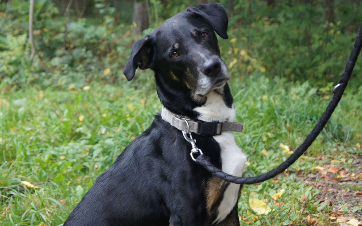 Toni möchte sein restliches Leben nicht im Tierheim Bayreuth verbringen. Foto: Tierheim Bayreuth