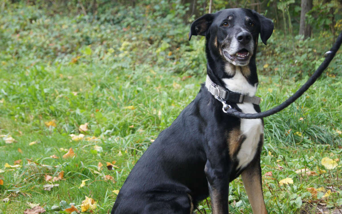 Toni ist ein lieber Hund. Foto: Tierheim Bayreuth