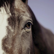 Bei Gefress ist ein Pferd bei einem Unfall gestorben. Symbolfoto: Pixabay