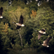 Im Kreis Kulmbach wurde die Geflügelpest nachgewiesen. Das hat Auswirkungen im Landkreis Bayreuth. Symbolfoto: pixabay