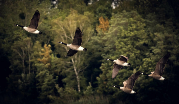 Im Kreis Kulmbach wurde die Geflügelpest nachgewiesen. Das hat Auswirkungen im Landkreis Bayreuth. Symbolfoto: pixabay