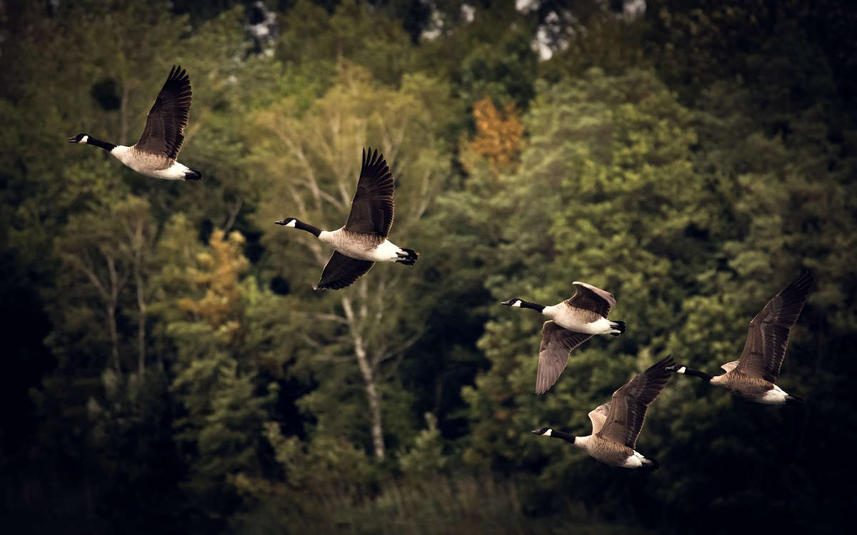 Im Kreis Kulmbach wurde die Geflügelpest nachgewiesen. Das hat Auswirkungen im Landkreis Bayreuth. Symbolfoto: pixabay