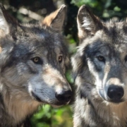 Im Landkreis Bayreuth wurden insgesamt 25 tote Wildtiere gefunden. Spuren deuten auf einen Wolf-Angriff hin. Symbolfoto: Pixabay