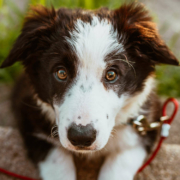 In Oberfranken ist ein Hund auf die Autobahn gelaufen. Foto: Pexels/Josh Hild