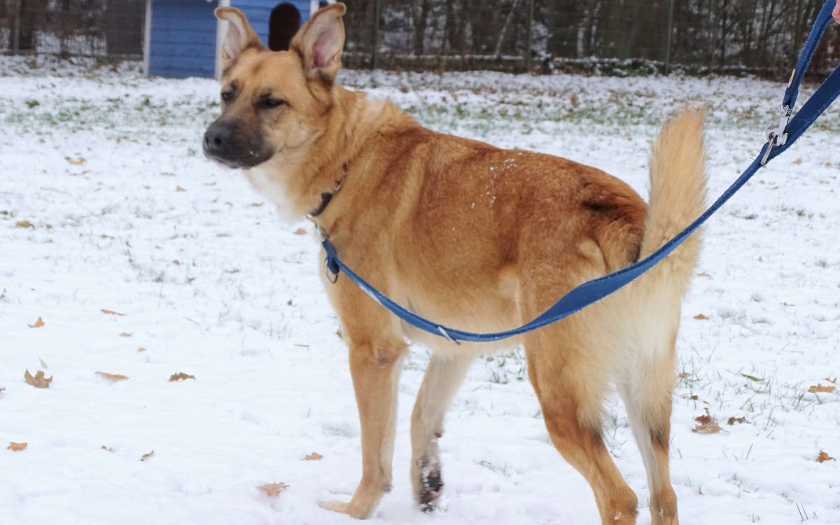 Hund Simba wartet im Tierheim Bayreuth auf ein neues Zuhause. Foto: Tierheim Bayreuth