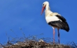 Störche sind nach Bayreuth zurückgekehrt. Die Tiere haben sich auf dem Schlot der ehemaligen Brauerei in Oberkonnersreuth niedergelassen. Symbolbild: pixabay