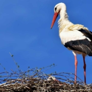 Störche sind nach Bayreuth zurückgekehrt. Die Tiere haben sich auf dem Schlot der ehemaligen Brauerei in Oberkonnersreuth niedergelassen. Symbolbild: pixabay