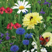 Bunte Blumenmischungen erfreuen das Auge und liefern nützlichen Insekten einen reich gedeckten Tisch. Foto: Sperli/akz-o