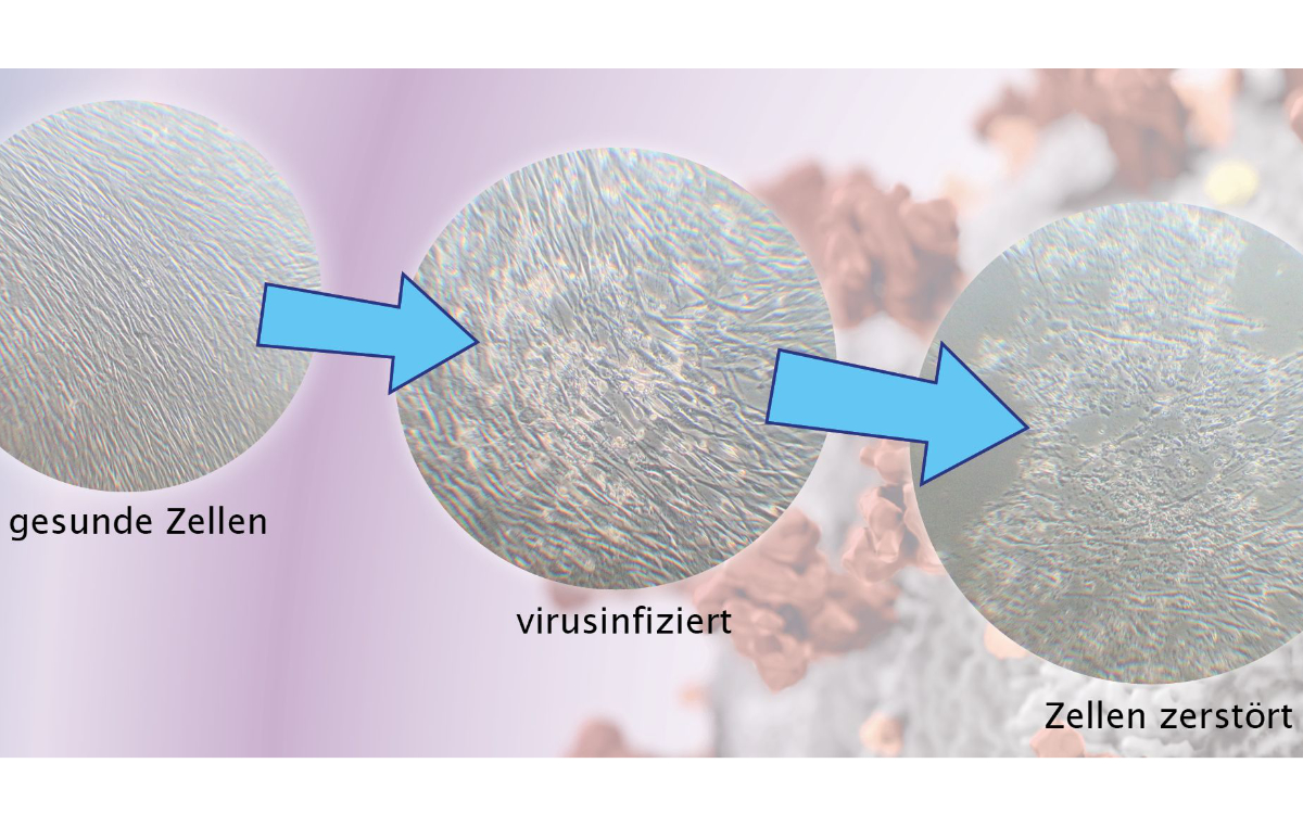 Eigentlich ist Daniel Seitz Diplom Biologe, hat also eigentlich gar nichts mit Viren am Hut. Er kann aber etwas, das im Kampf gegen Corona helfen könnte. Foto: BioMed Innovation gGmbH