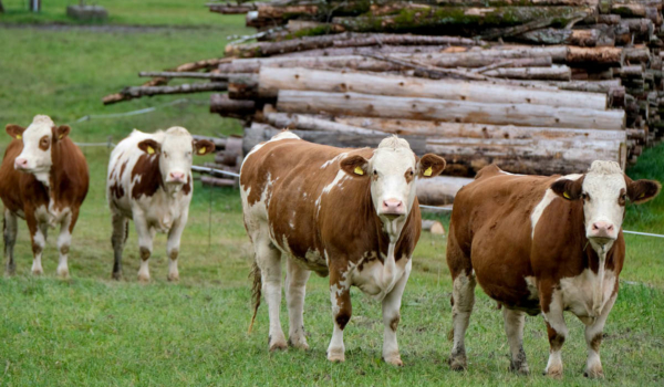 Empörung über Tiertransport von Bayreuth nach Marokko: Tierschützer kritisieren das Vorhaben. Symbolfoto: pixabay