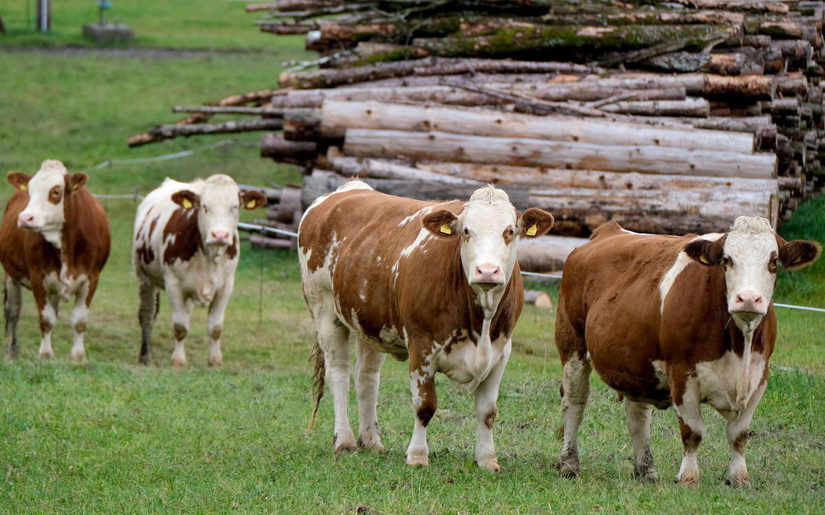 Empörung über Tiertransport von Bayreuth nach Marokko: Tierschützer kritisieren das Vorhaben. Symbolfoto: pixabay