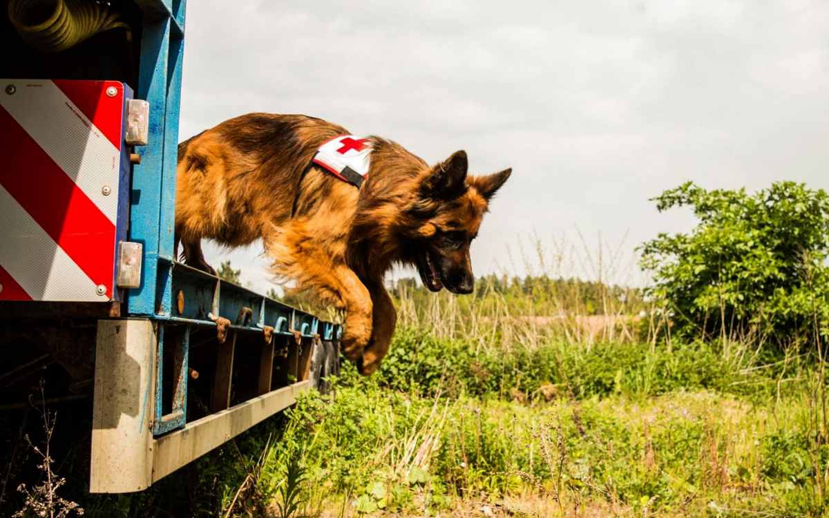 Die Hundestaffel des BRK in Bayreuth ist dringend auf Spenden angewiesen. Bild: privat