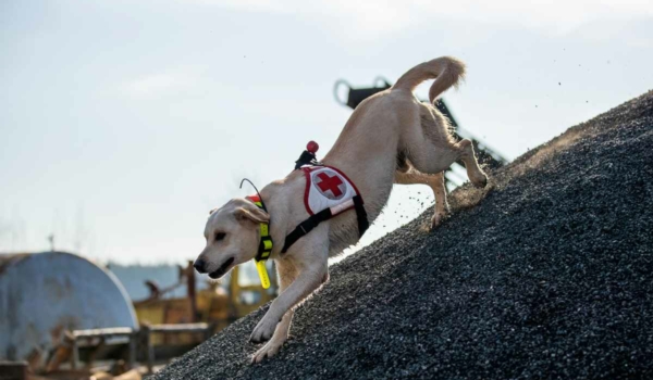 Ein Hund der Hundestaffel Bayreuth beim Training. Bild: privat