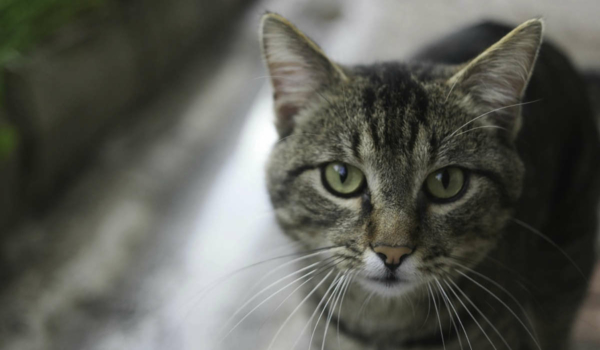 Zwei Katzen wurden in Bayreuth gefunden. Der Zustand sei lebensbedrohlich. Symbolfoto: Pixabay