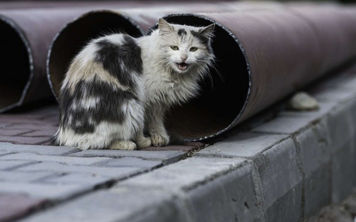 In Marktredwitz wurden zwei Katzen ausgesetzt. Symbolfoto: pixabay