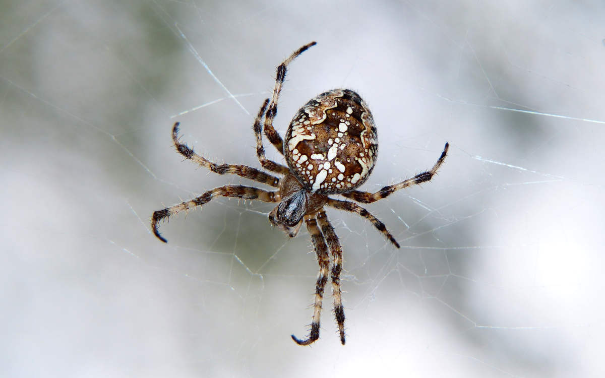 Ein Aldi-Mitarbeiter wurde von einer Spinne gebissen. Er musste ins Krankenhaus. Symbolbild: Unsplash/Krzysztof Niewolny