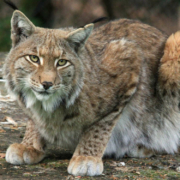 Im Tiergarten Nürnberg ist ein Luchs aus seinem Gehege ausgebrochen. Nach der Narkose ist es plötzlich verstorben. Symbolbild: Pixabay