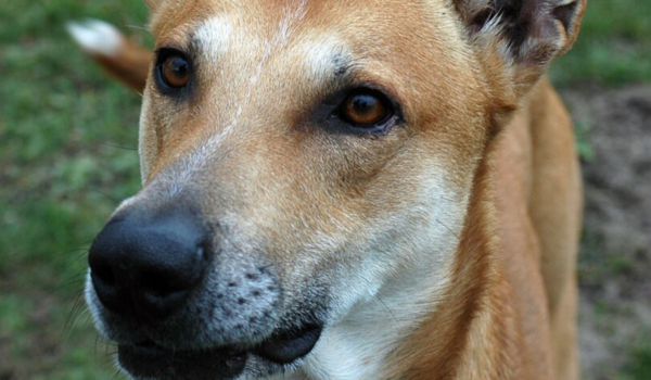 Pedro, ein Podenco-Mischling (spanische Jagdhunderasse), wartet schon sehr lange im Bayreuther Tierheim auf ein neues Zuhause. Foto: Tierheim Bayreuth