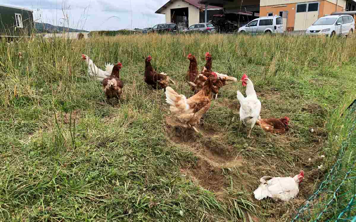 Die Eier stammen selbstverständlich von freilaufenden Hühnern, direkt neben der Hütte. Bild: Michael Kind