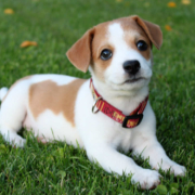 Ab jetzt kosten alle Hunde in den Bayreuther Stadtbussen Geld. Das haben die Stadtwerke nach Unstimmigkeiten beschlossen. Symbolbild: Unsplash/David Clarke