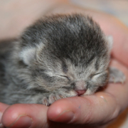 In der Nähe von Unterfranken im Landkreis Fulda wurden fünf tote Katzenbabys gefunden. Symbolbild: Pixabay