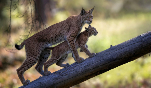 Wildpark mit 2G-Regel: Während im bayerischen Handel 2G fällt, gilt an frischer Luft nun eine strengere Corona-Regel. Bild: Wildpark Waldhaus Mehlmeisel/Uwe Gibkes