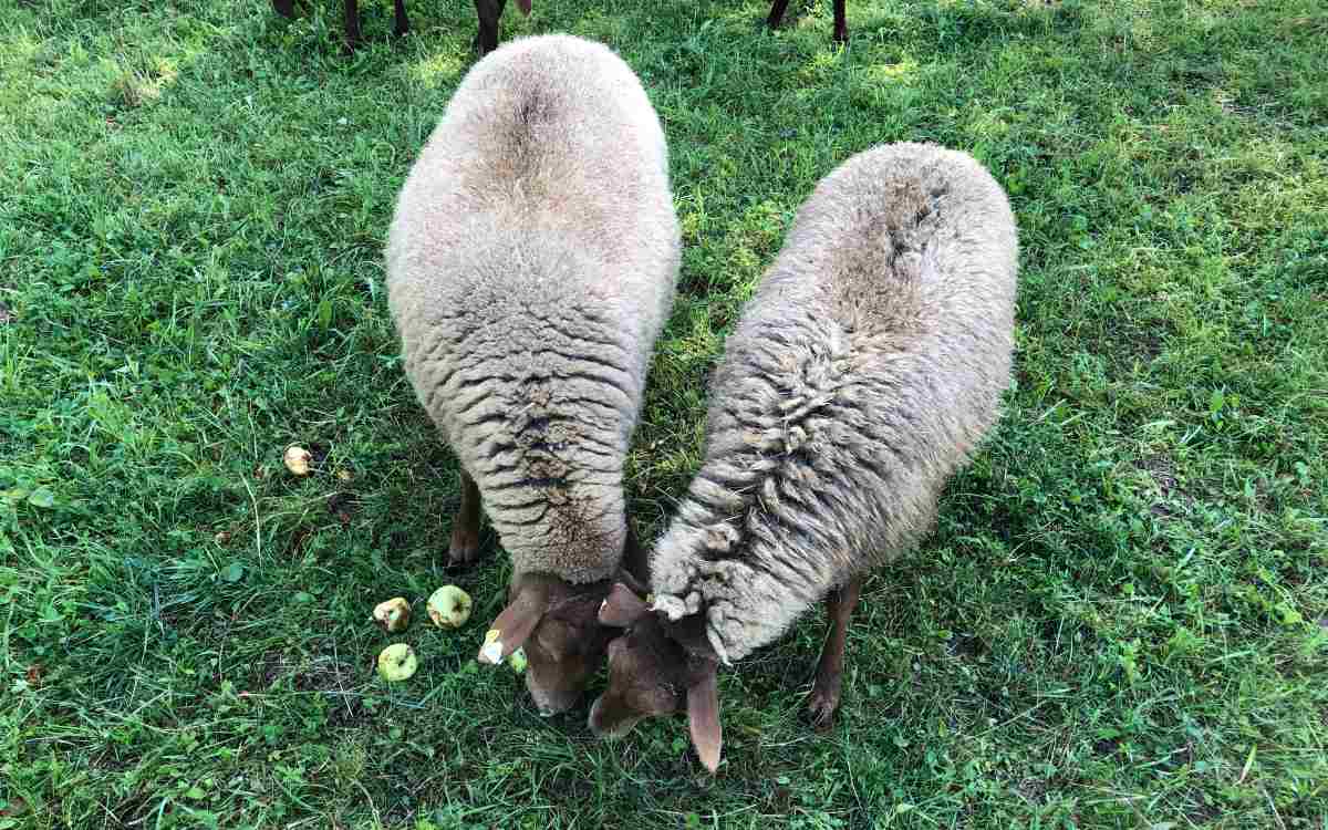 Gras, Äpfel und getrocknetes Brot bekommen die Schafe zu essen. Bild: Michael Kind