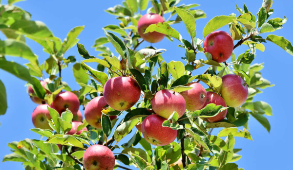 In Pegnitz gibt es eine besondere Aktion für Obstbäume: Das gelbe Band. Symbolfoto: pixabay